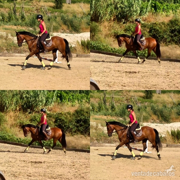 Yegua y Pony D económicas - Yeguas