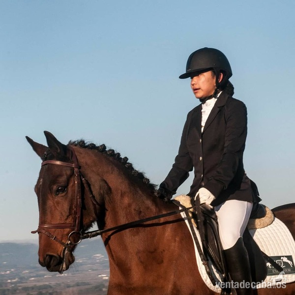 Yegua y Pony D económicas