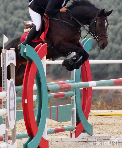 Caballo de Deporte Español (CDE)