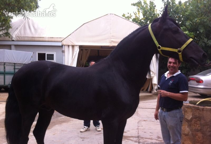  Caballo Pre- Tacho- in 