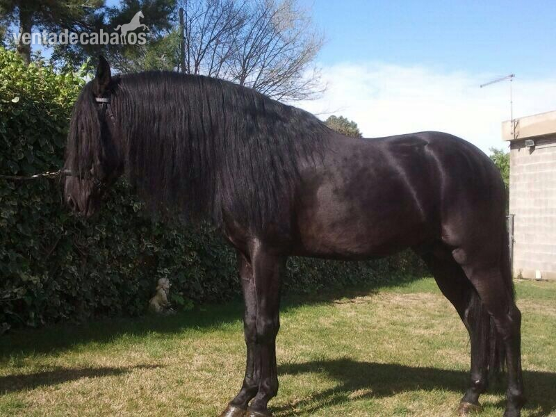 Caballos Pura Raza Española (P.R.E.) Pura Raza Española -  Caballo Pre- Tacho-