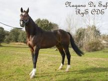 KWPN en venta
