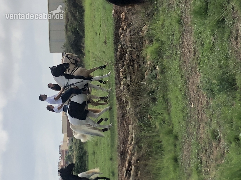 LUSITANO CON PAINT {TYPE}
