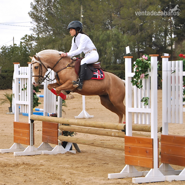 ESPECTACULAR PONY B in 