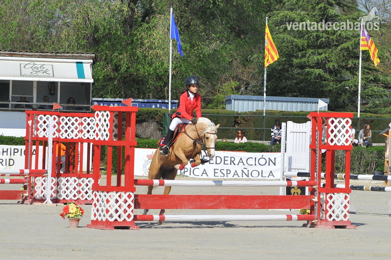 Poni Welsh {TYPE}