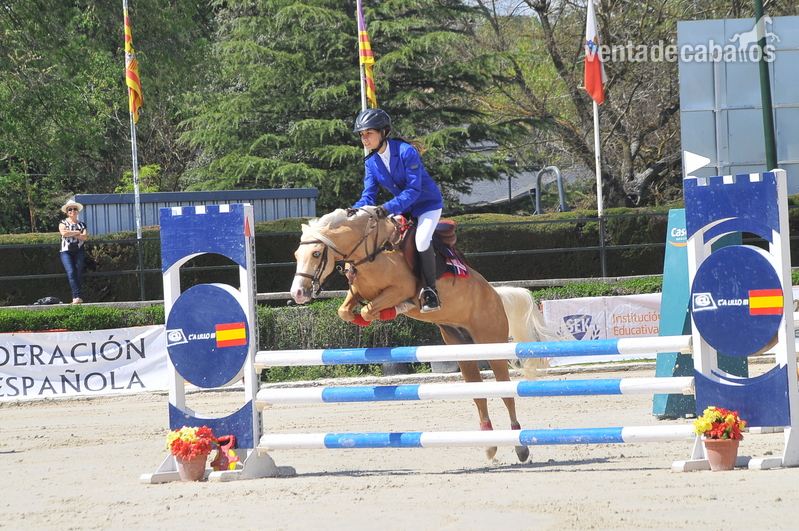 Ponis Pony Club Poni Welsh - ESPECTACULAR PONY B