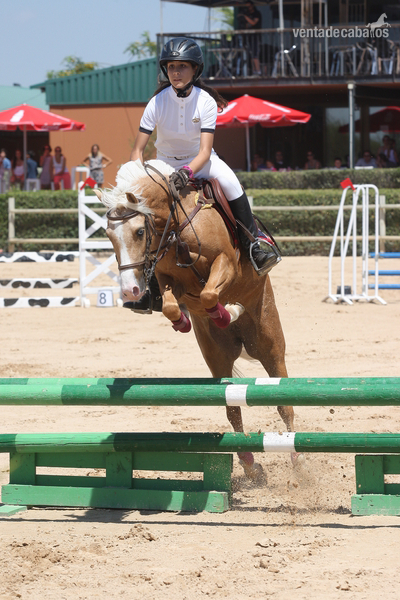 ESPECTACULAR PONY B - Ponis Pony Club Poni Welsh