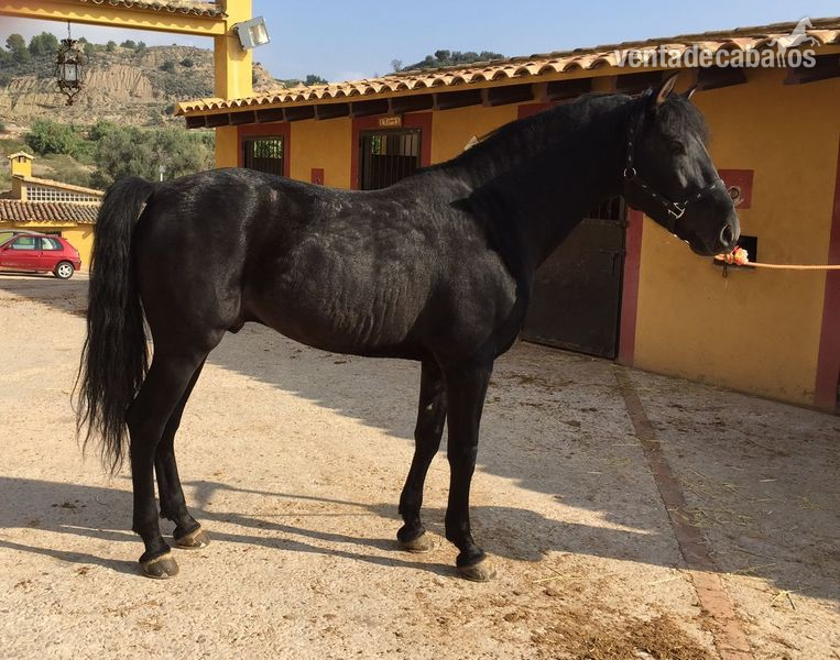 PRE NEGRO O CAMBIO POR CABALLO PERLA in 