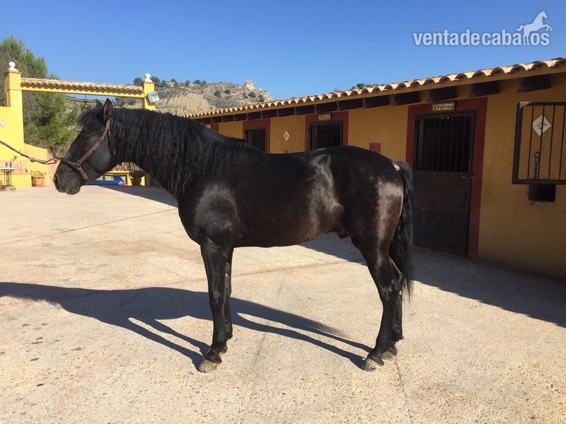 Pura Raza Española {TYPE}