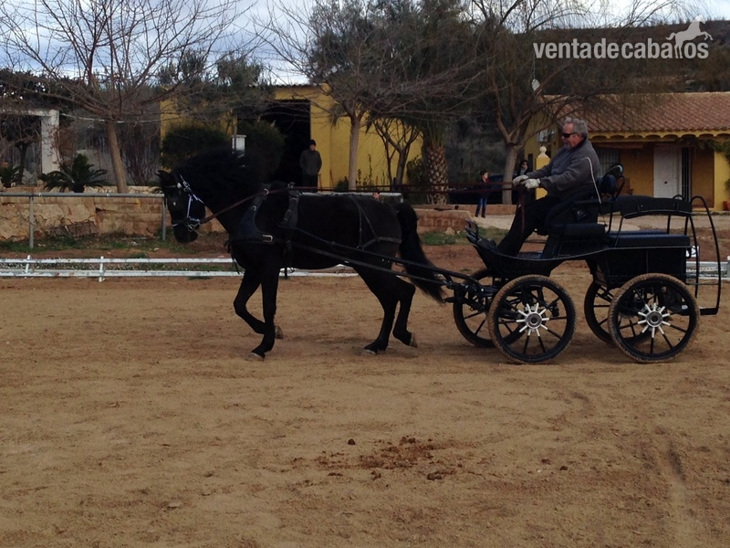 Caballos Pura Raza Española (P.R.E.) Pura Raza Española - PRE NEGRO O CAMBIO POR CABALLO PERLA