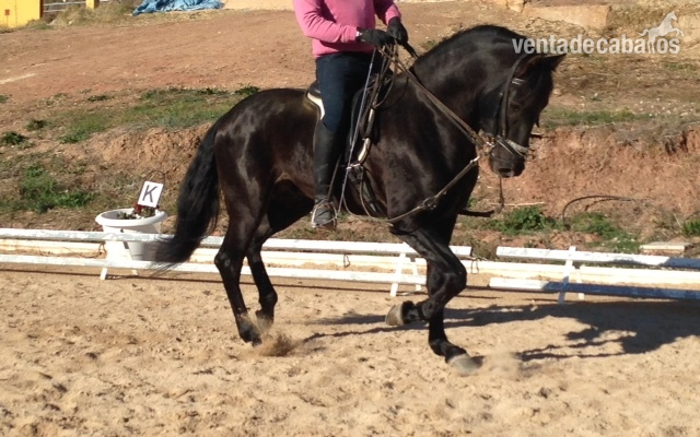 PRE NEGRO O CAMBIO POR CABALLO PERLA - Caballos Pura Raza Española (P.R.E.) Pura Raza Española