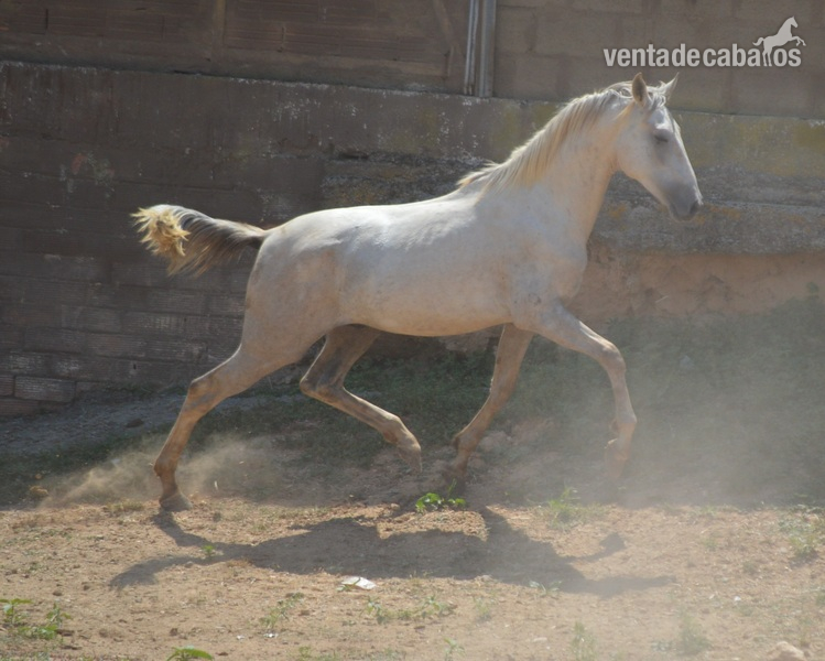 Caballos Pura Raza Española (P.R.E.) Pura Raza Española - Potro PRE 3 año