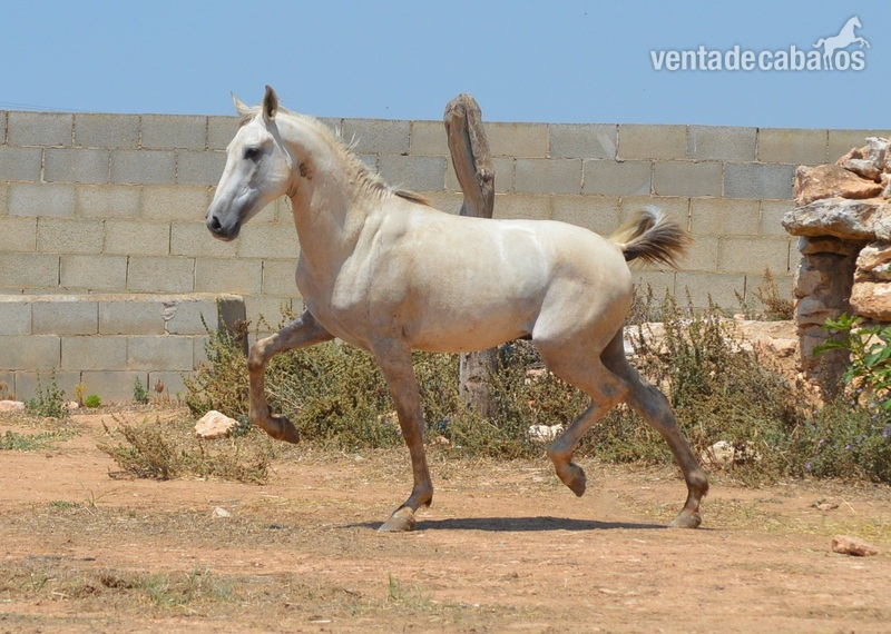 Potro PRE 3 año - Caballos Pura Raza Española (P.R.E.) Pura Raza Española