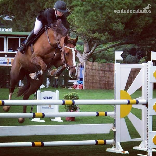 VENDIDA Yegua de salto de calidad 2011 - Yeguas Oldenburgo
