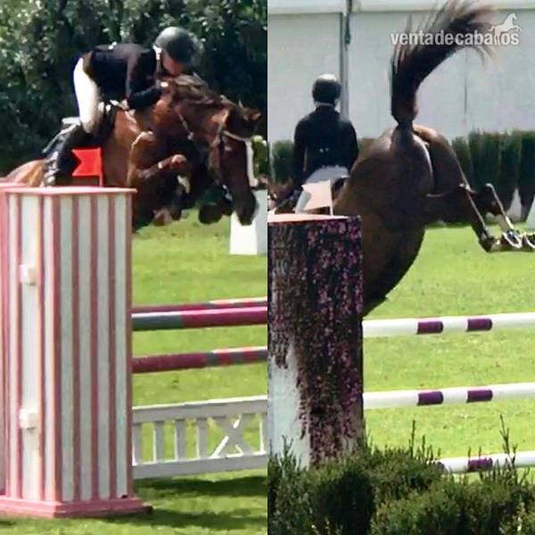 VENDIDA Yegua de salto de calidad 2011 - Oldenburgo
