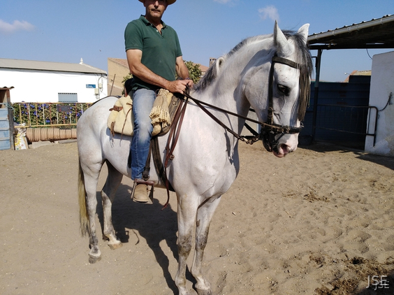 Caballo hispanoarabe venta in 