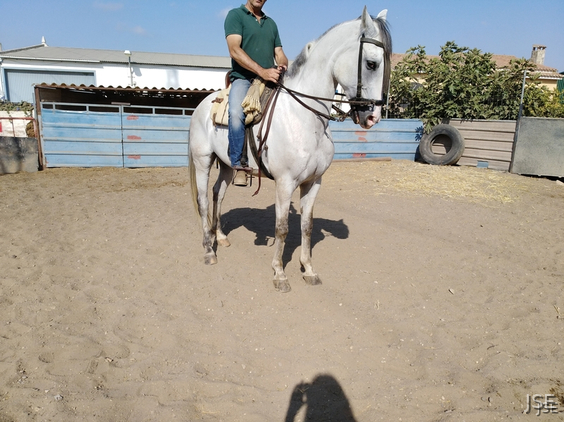 Hispano-Arabe