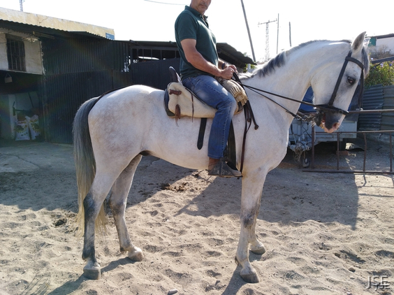 Hispano-Arabe {TYPE}