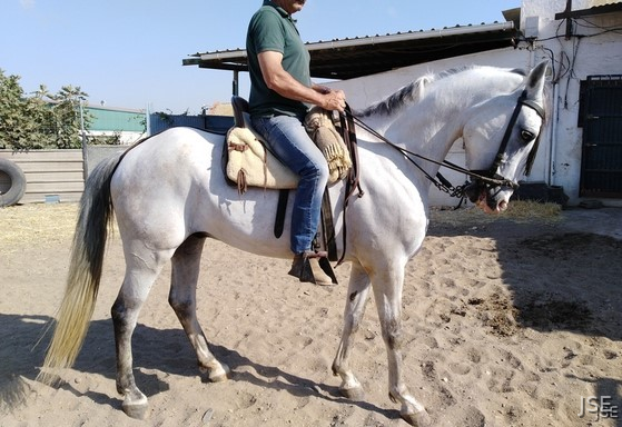 Caballo Hispano Árabe Hispano-Arabe - Caballo hispanoarabe venta