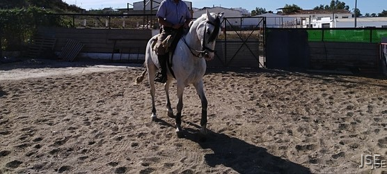 Caballo hispanoarabe venta - Caballo Hispano Árabe Hispano-Arabe