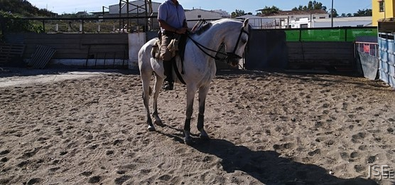 Caballo hispanoarabe venta - Hispano-Arabe