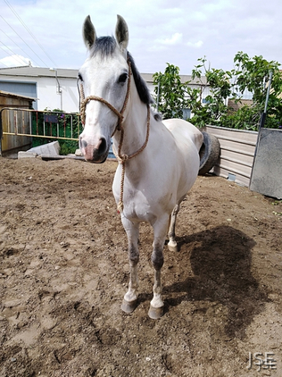 Caballo hispanoarabe venta - Caballo Hispano Árabe