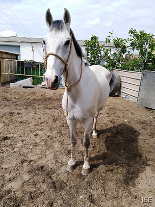 Caballo hispanoarabe venta - Caballo Hispano Árabe