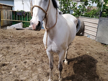 Caballo hispanoarabe venta