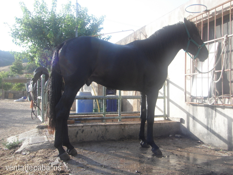 se vende caballo entero in 