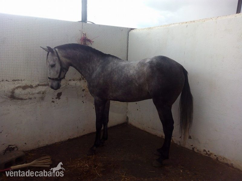 precioso lusoarabe para cualquiera domado en vaquera in 