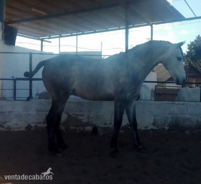 Hispano-Arabe
