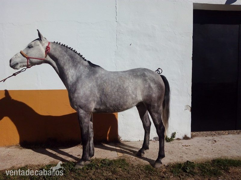Hispano-Arabe {TYPE}