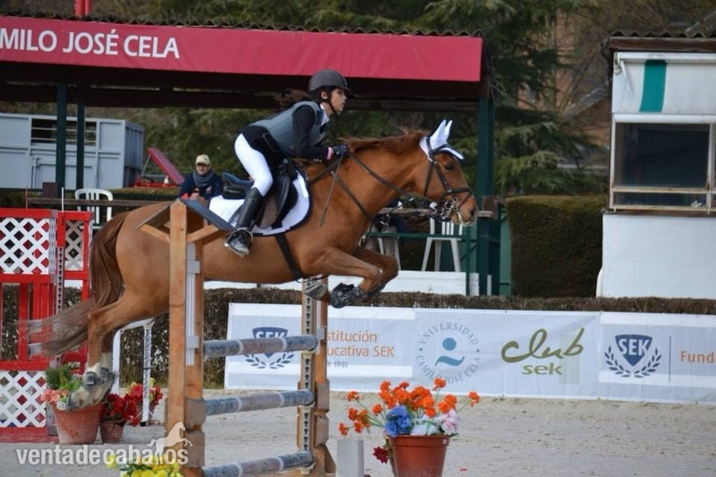 Poni D de competición - Salto in 