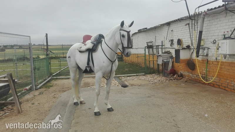 En venta yegua tres sangres muy buena para trabajos de campo y pista. (Precio por privado) in 