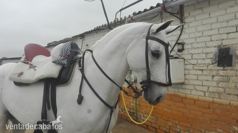 Tres sangres