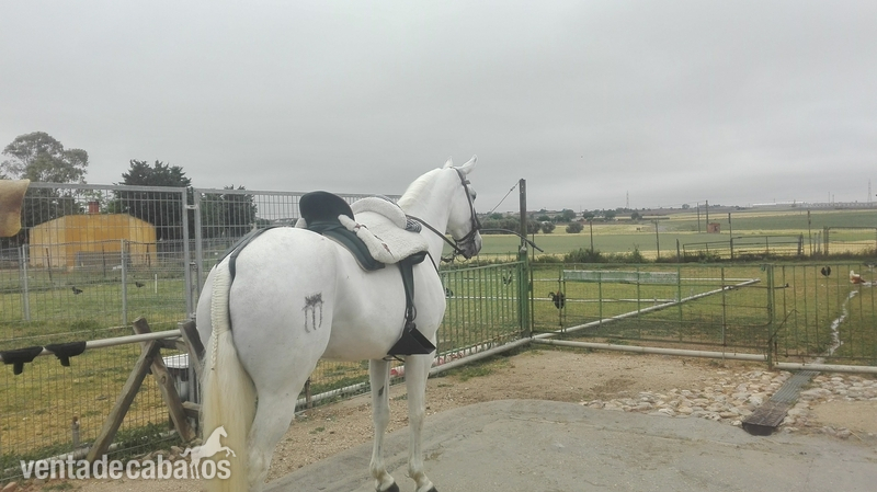 Tres sangres {TYPE}