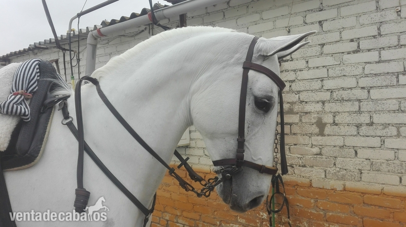 Yeguas Tres sangres - En venta yegua tres sangres muy buena para trabajos de campo y pista. (Precio por privado)