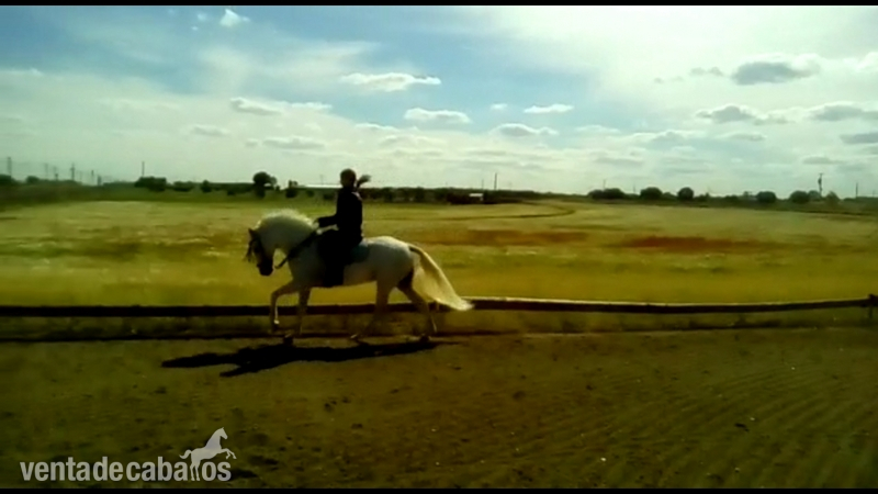 En venta yegua tres sangres muy buena para trabajos de campo y pista. (Precio por privado) - Yeguas