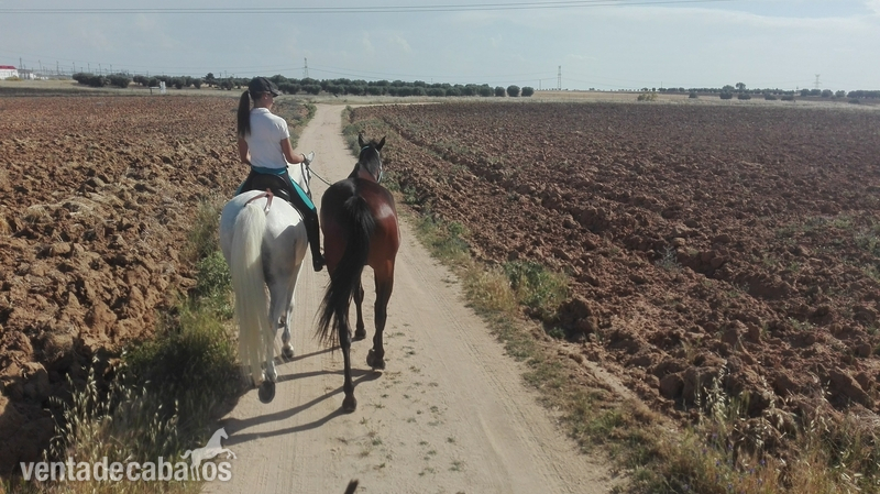 En venta yegua tres sangres muy buena para trabajos de campo y pista. (Precio por privado)