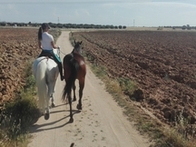 En venta yegua tres sangres muy buena para trabajos de campo y pista. (Precio por privado)