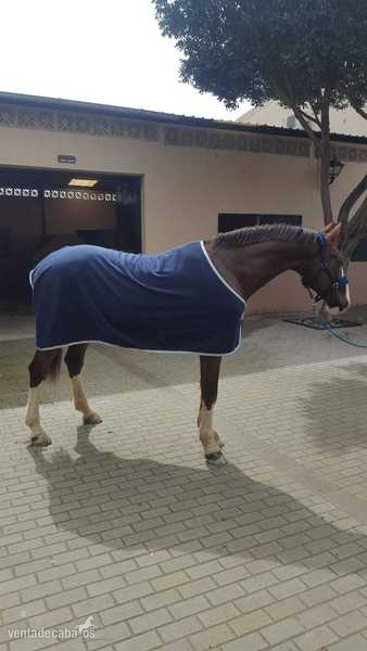 Caballo cde en venta in 