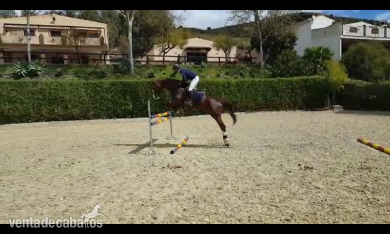 Caballo de Deporte Español (CDE)