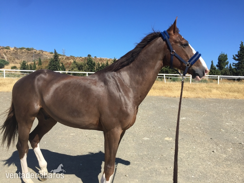Caballo de Deporte Español (CDE) {TYPE}