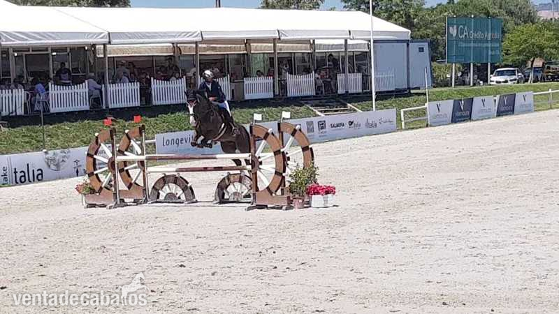 Caballos Capados Caballo de Deporte Español (CDE) - Caballo cde en venta