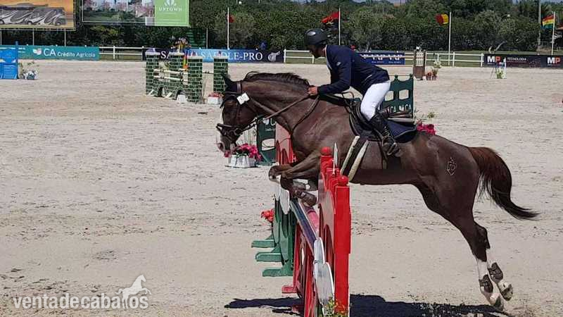 Caballo cde en venta - Caballos Capados Caballo de Deporte Español (CDE)