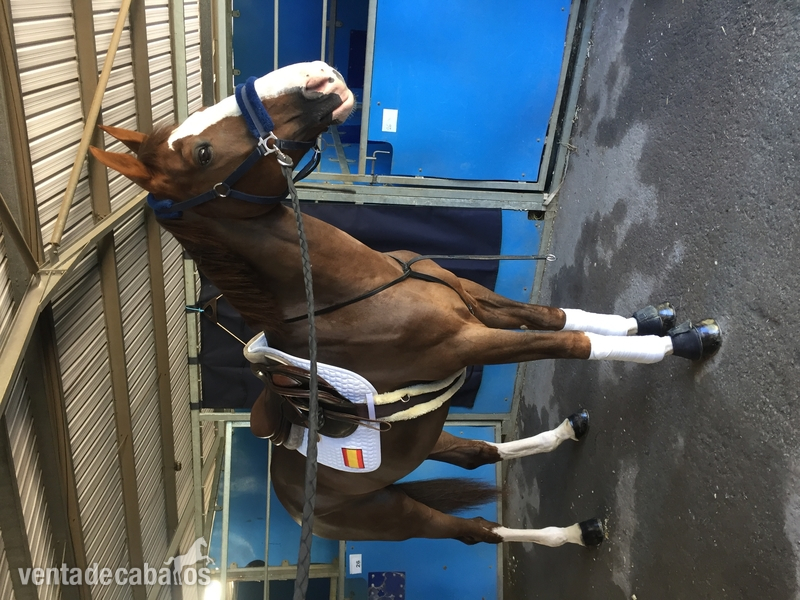 Caballo cde en venta - Caballo de Deporte Español (CDE)