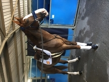 Caballo cde en venta