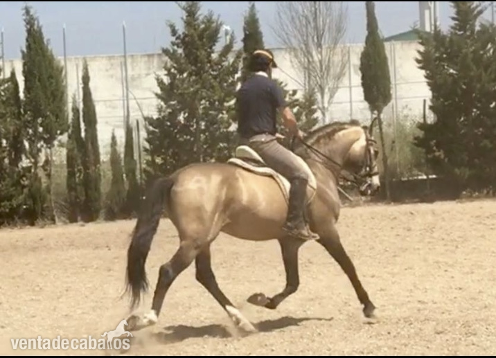 Semen de  bayo Psl calificado como reproductor - Caballos Enteros in 