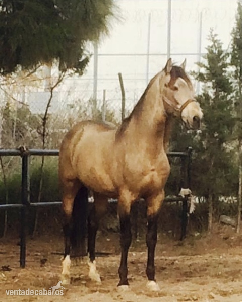Semen de  bayo Psl calificado como reproductor - Caballos Enteros