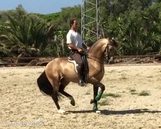 Caballos Enteros Pura Sangre Lusitana - Semen de  bayo Psl calificado como reproductor